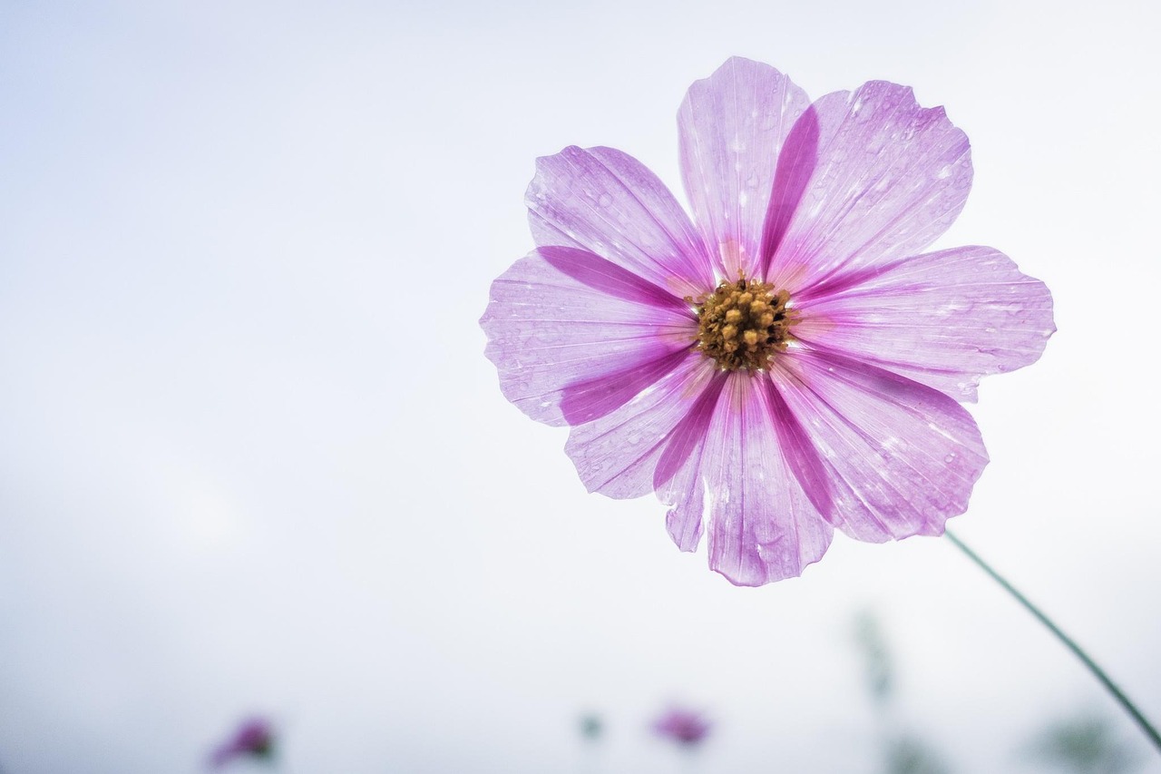cosmos flower, purple, flower, petals, bloom, flower background, blossom, flora, flower wallpaper, nature, plant, single flower, beautiful flowers, flowering plant, close up