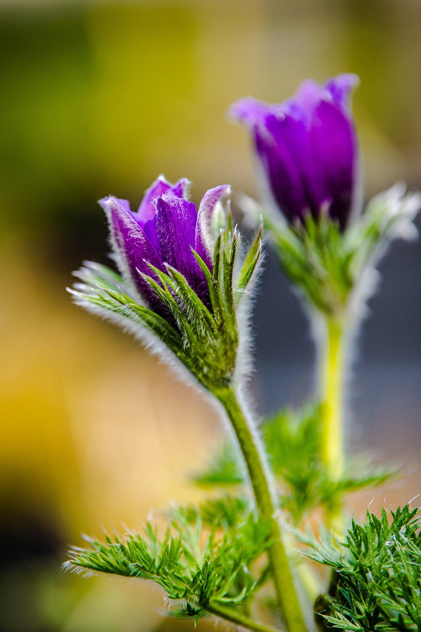 flower, flower stalk, flower branch, bud, beautiful flowers, spring, nature, purple, botany, bloom, blossom, flower background, flower wallpaper, macro
