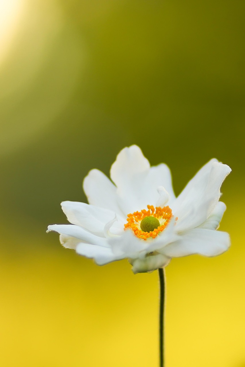 anemone, nature, beautiful flowers, flower, flower background, white, flower wallpaper, yellow, sunlight, sun, light